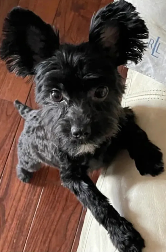 KB Black That Carries Chocolate Male Yorkie, Ceasar